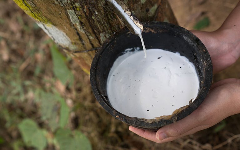 A close-up image of natural latex being collected from the rubber tree.