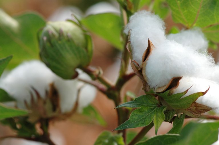 cotton_web