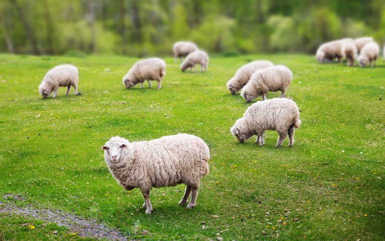 sheep-provide-natural-wool Natural wool in toppers and mattress cover regulates body temperature.
